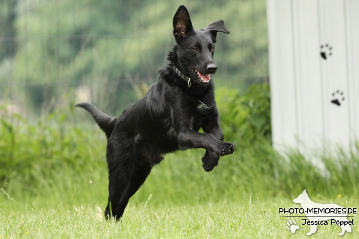 Labrador-Mix im Laufen