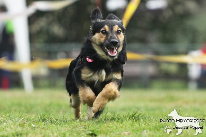 Beim Hunderennen