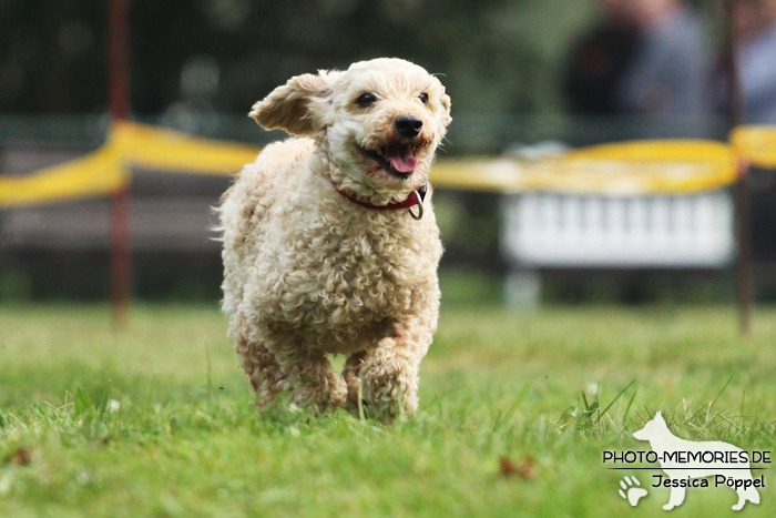 Beim Hunderennen