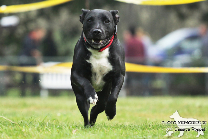 Beim Hunderennen