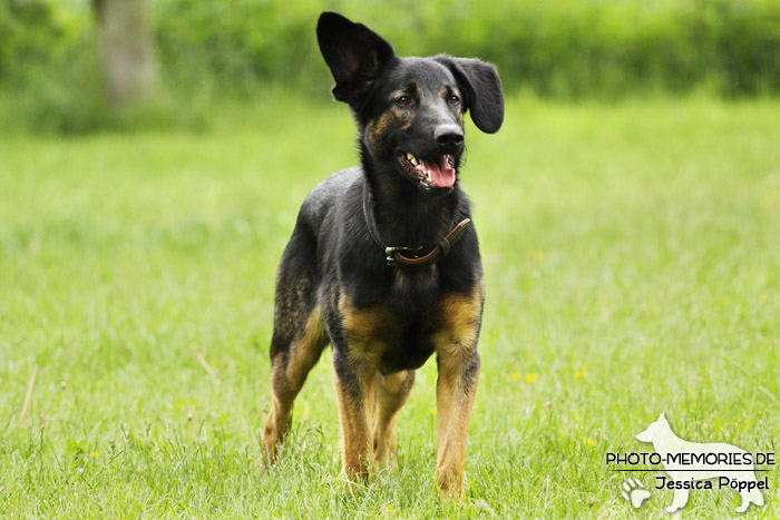 Schäferhund-Mix im Stehen