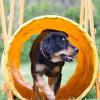 Laufen durch den Tunnel im Agility