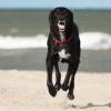 Labrador-Mischlingsrüde am Meer