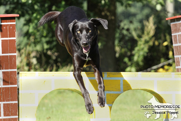 Labrador-Mix beim Sprung über ein Hindernis