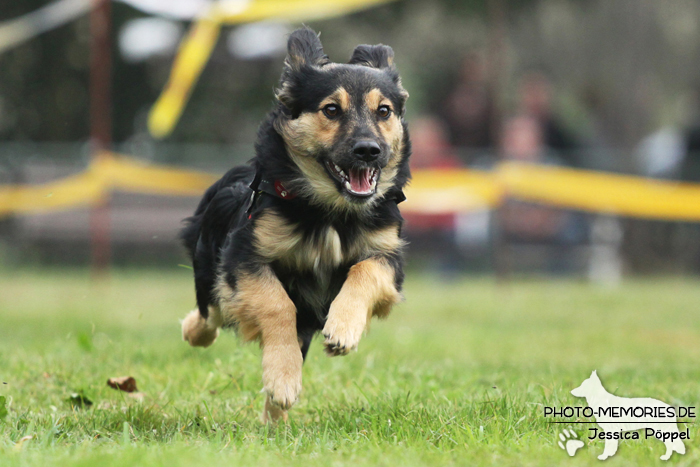 Beim Hunderennen