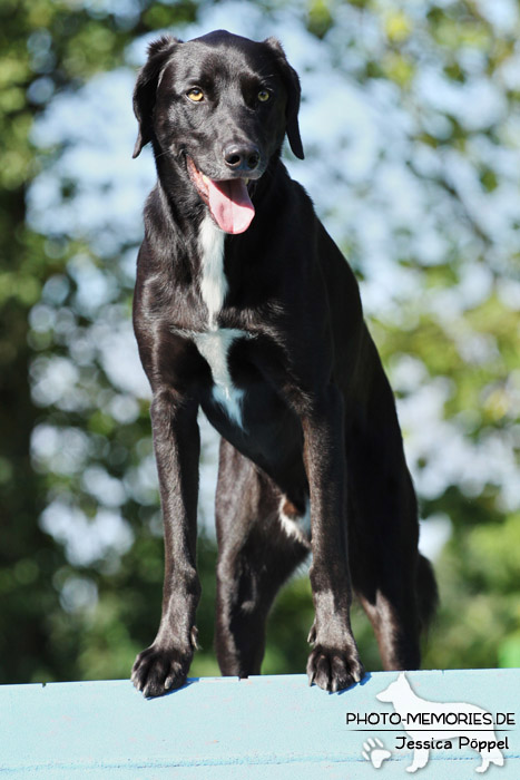 Labrador-Mix auf der Agility A-Wand