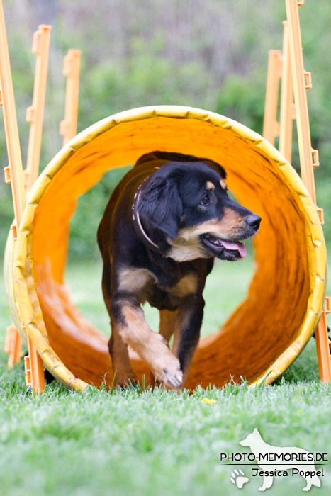 Laufen durch den Tunnel im Agility