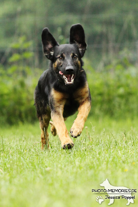 Schäferhund-Mix in Action