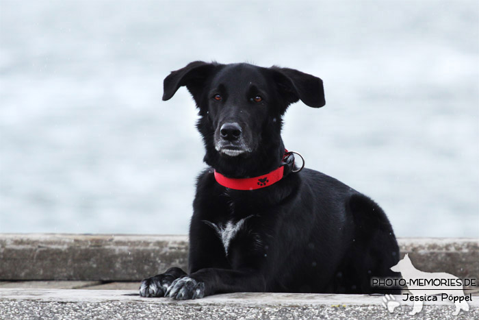 Labrador-Mischlingsrüde im Liegen