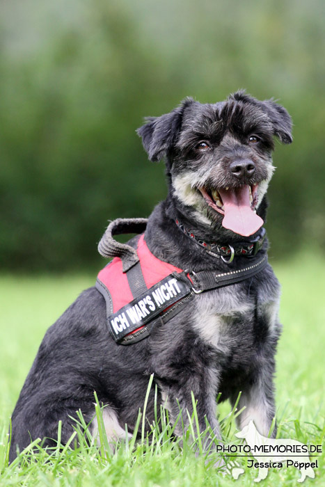 Schnauzermix im Sitzen