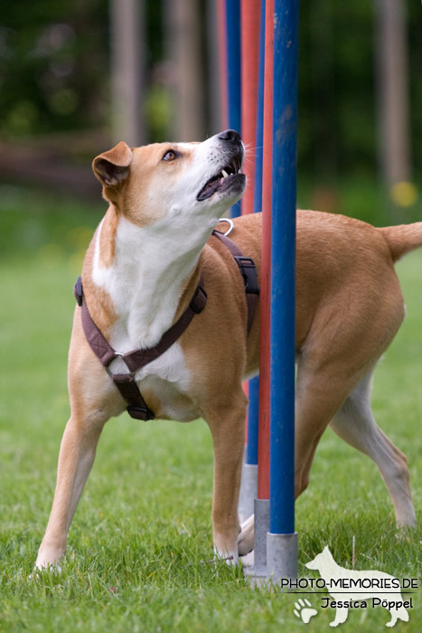 Der Slalom im Agility