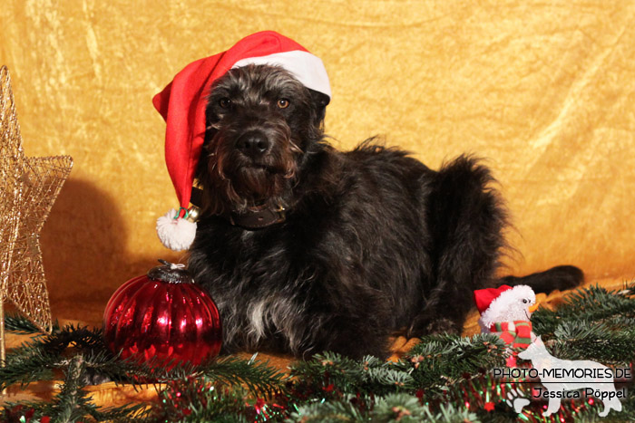 Im Studio zu Weihnachten