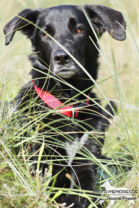 Labrador-Mischlingsrüde im Liegen