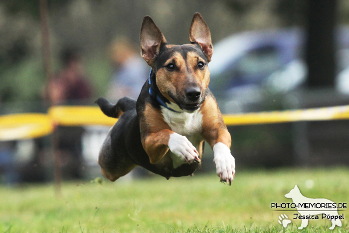 Beim Hunderennen