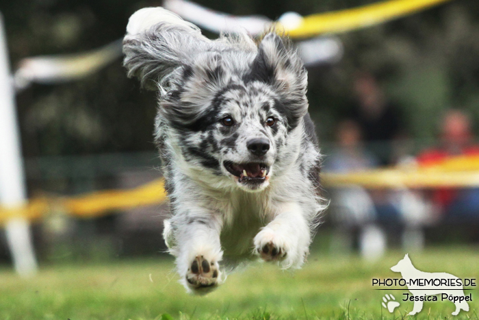 Beim Hunderennen