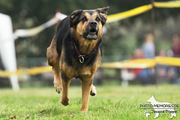 Beim Hunderennen