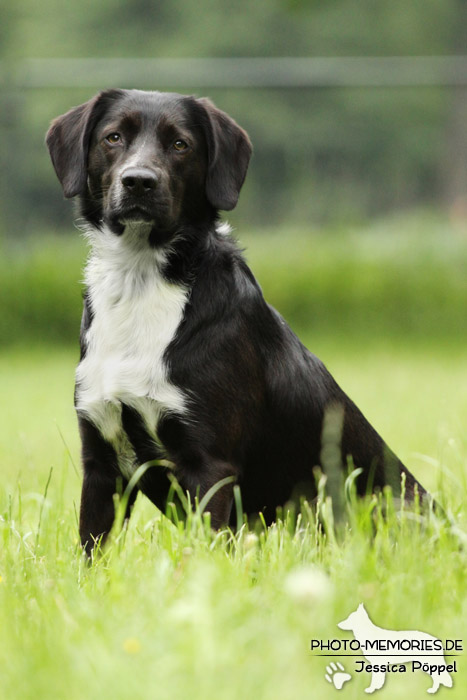 Labrador-Mix im Sitzen