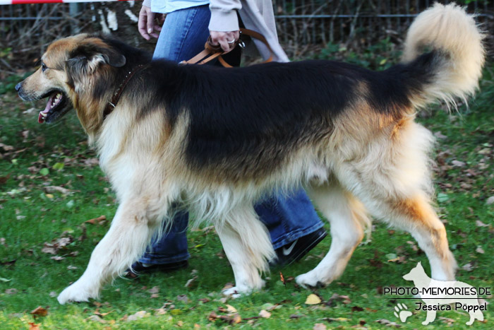 Impressionen einer Hundeausstellung