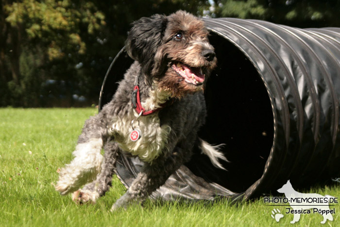 Der Agility-Tunnel