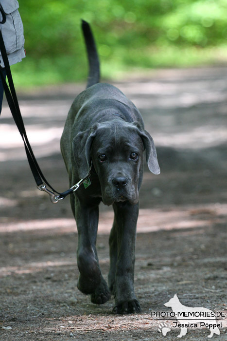 In der Hundeschule