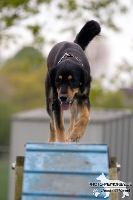 Der Steg im Agility