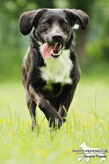 Labrador-Mix im Laufen