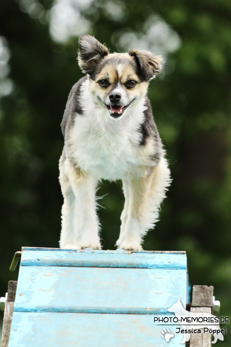 Auf dem Agility-Steg