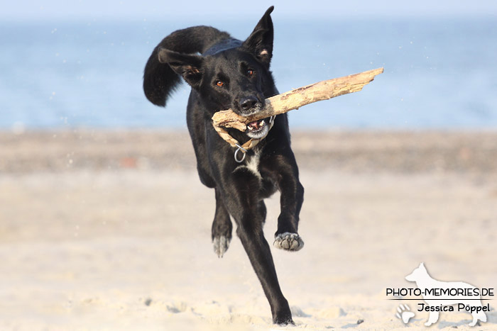 Labrador-Mischlingsrüde am Strand