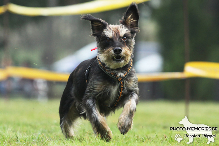 Beim Hunderennen