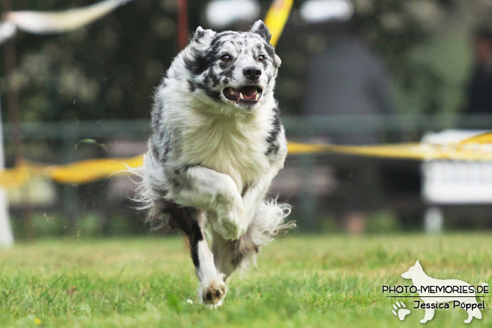 Beim Hunderennen