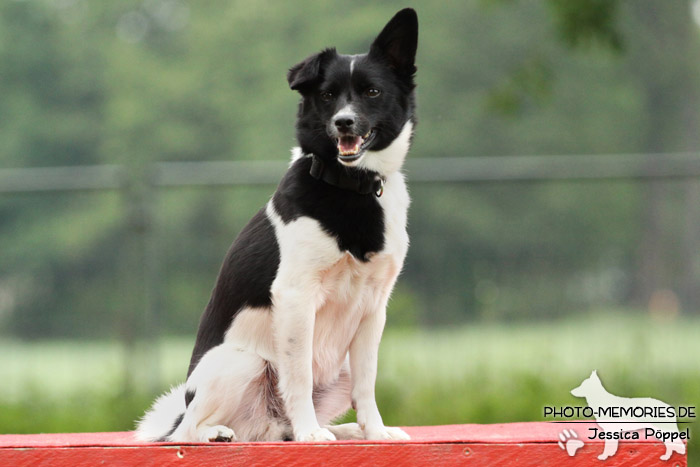 Auf dem Agility-Tisch