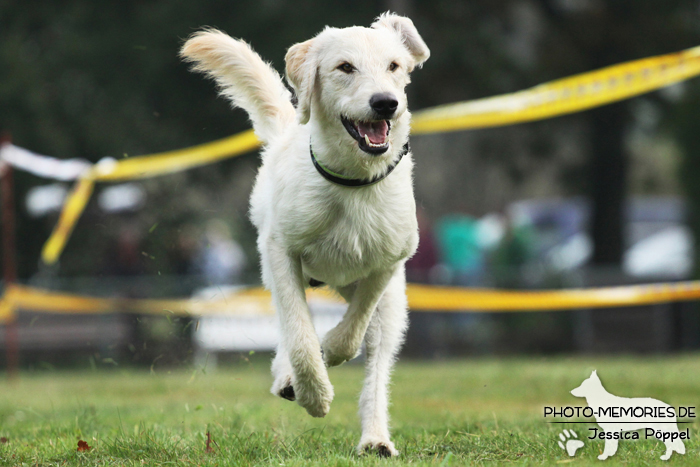 Beim Hunderennen