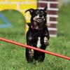 Beim Agility