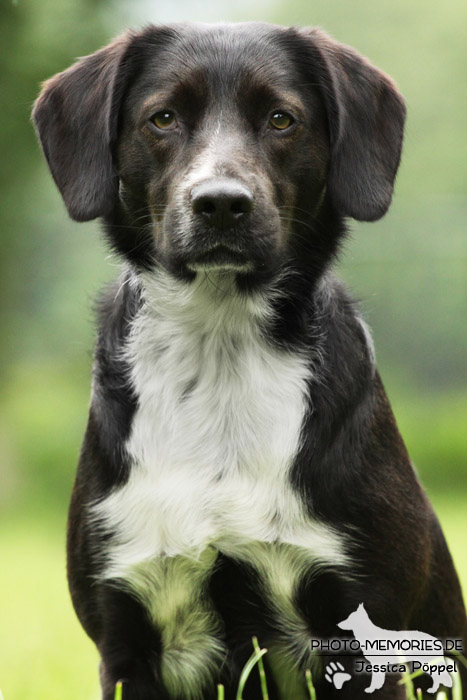 Labrador-Mix im Portrait