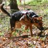 Mantrailing in der Hundeschule