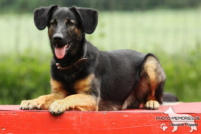 Schäferhund-Mix auf dem Agility-Tisch