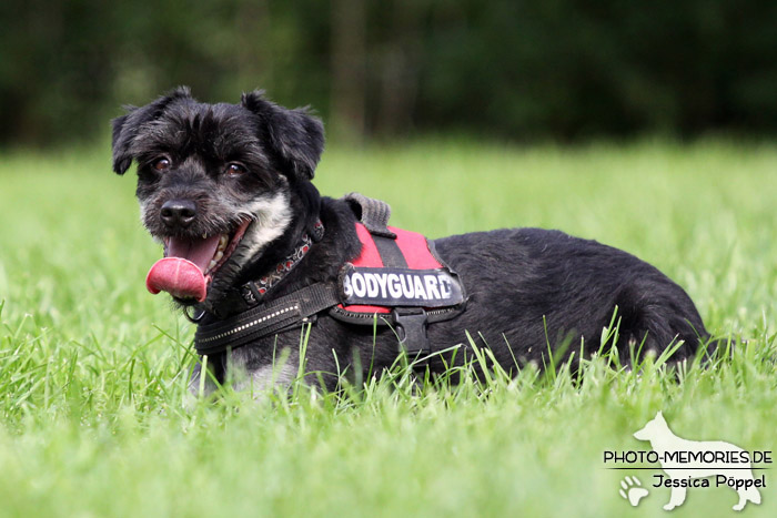 Schnauzermix im Liegen