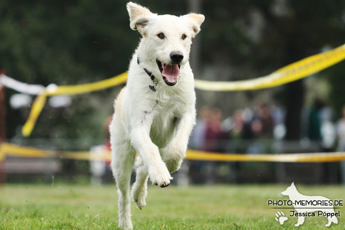 Beim Hunderennen