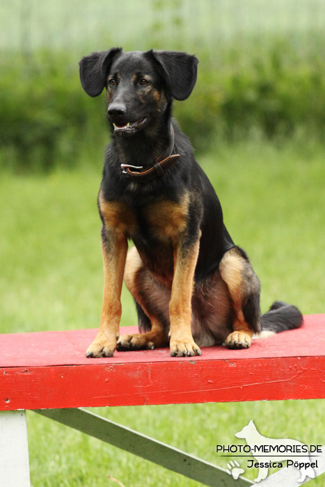 Schäferhund-Mix auf dem Agility-Tisch