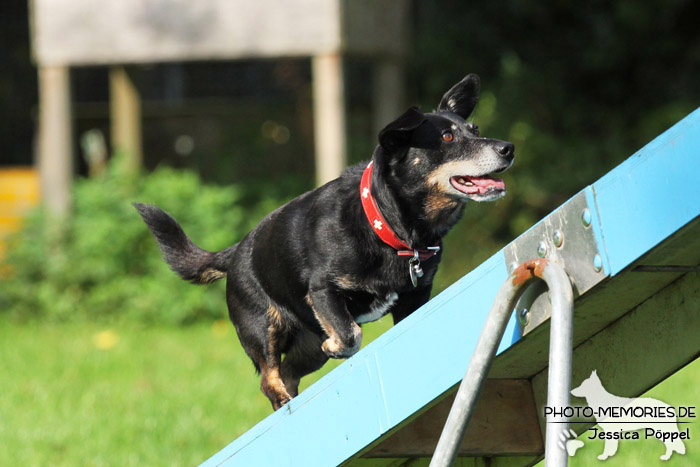 Beim Agility