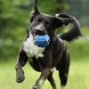 Labrador-Mix im Laufen