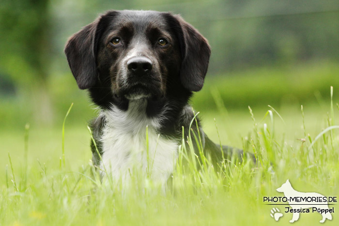 Labrador-Mix im Liegen