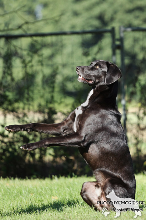 Labrador-Mix beim "Männchen"-machen