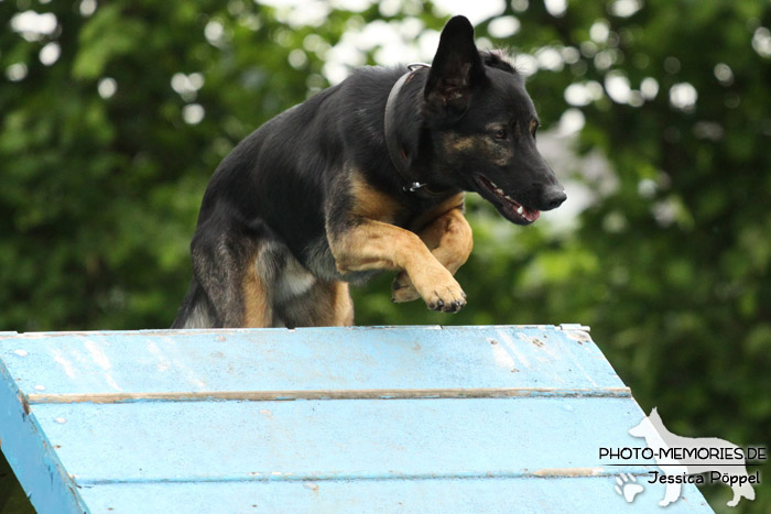 Schäferhund-Mix auf der Agility A-Wand