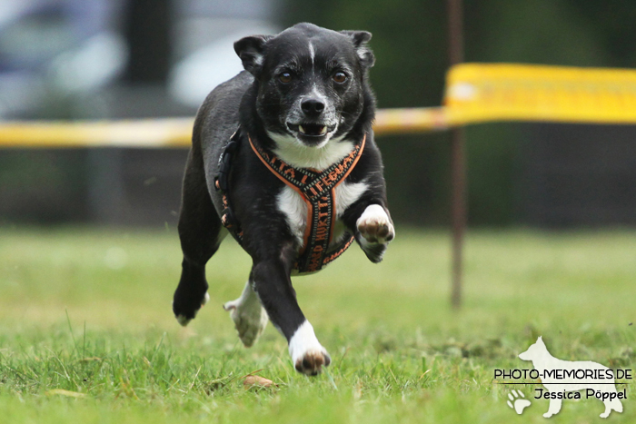 Beim Hunderennen