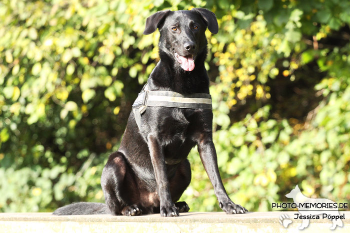 Labrador-Mischlingsrüde im Sitzen