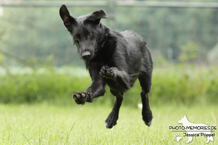 Labrador-Mix im Laufen