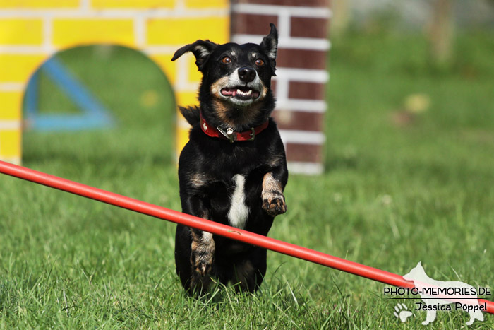 Beim Agility