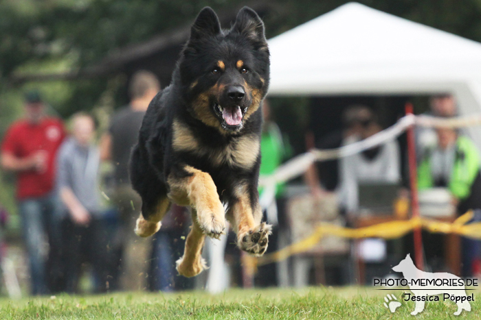 Beim Hunderennen