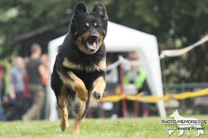 Beim Hunderennen